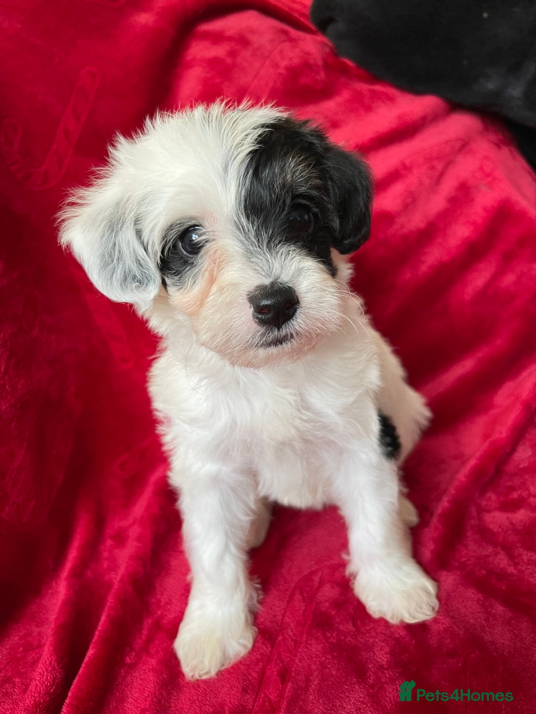 Yorkshire Terrier dogs for sale: Yorkshire terriers - Advert 8