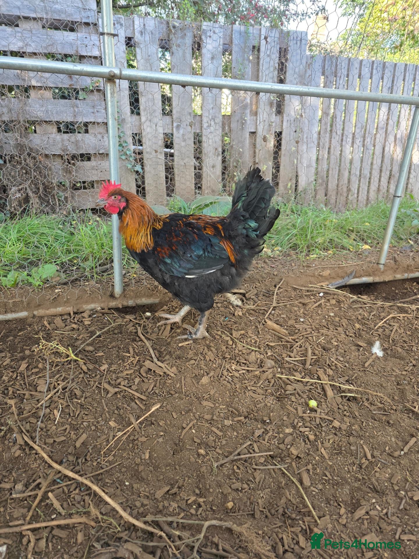 Chickens poultry Copper black maran cockerel  - Advert 1