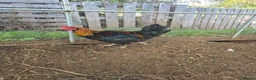 Chickens poultry for sale: Copper black maran cockerel  - Advert 1