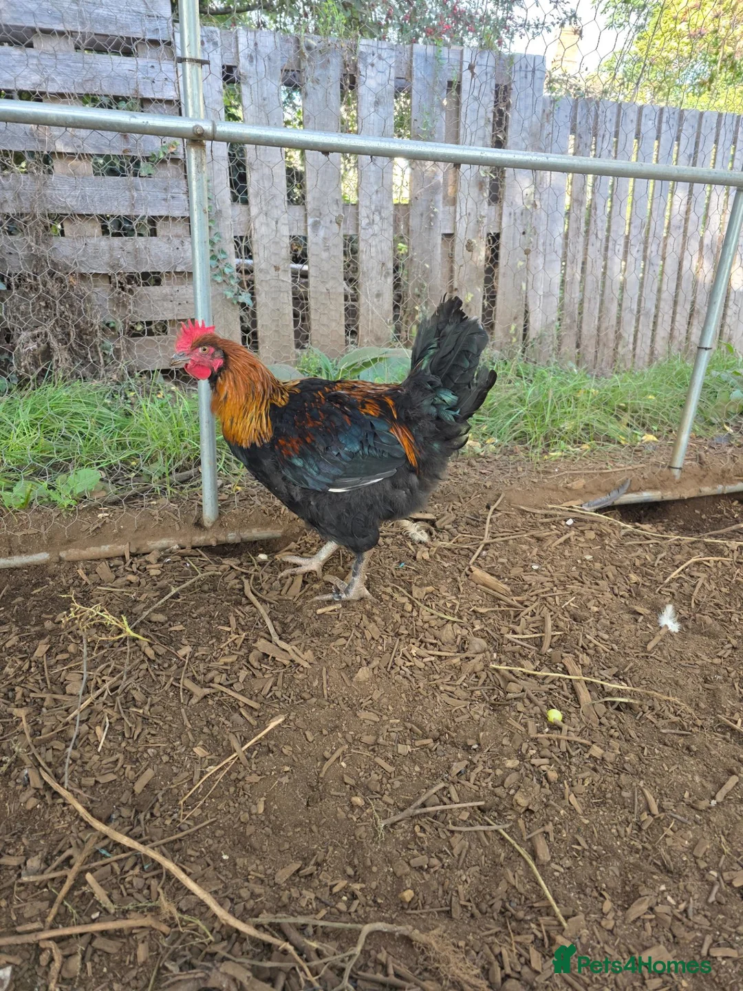 Chickens poultry for sale: Copper black maran cockerel  - Advert 1