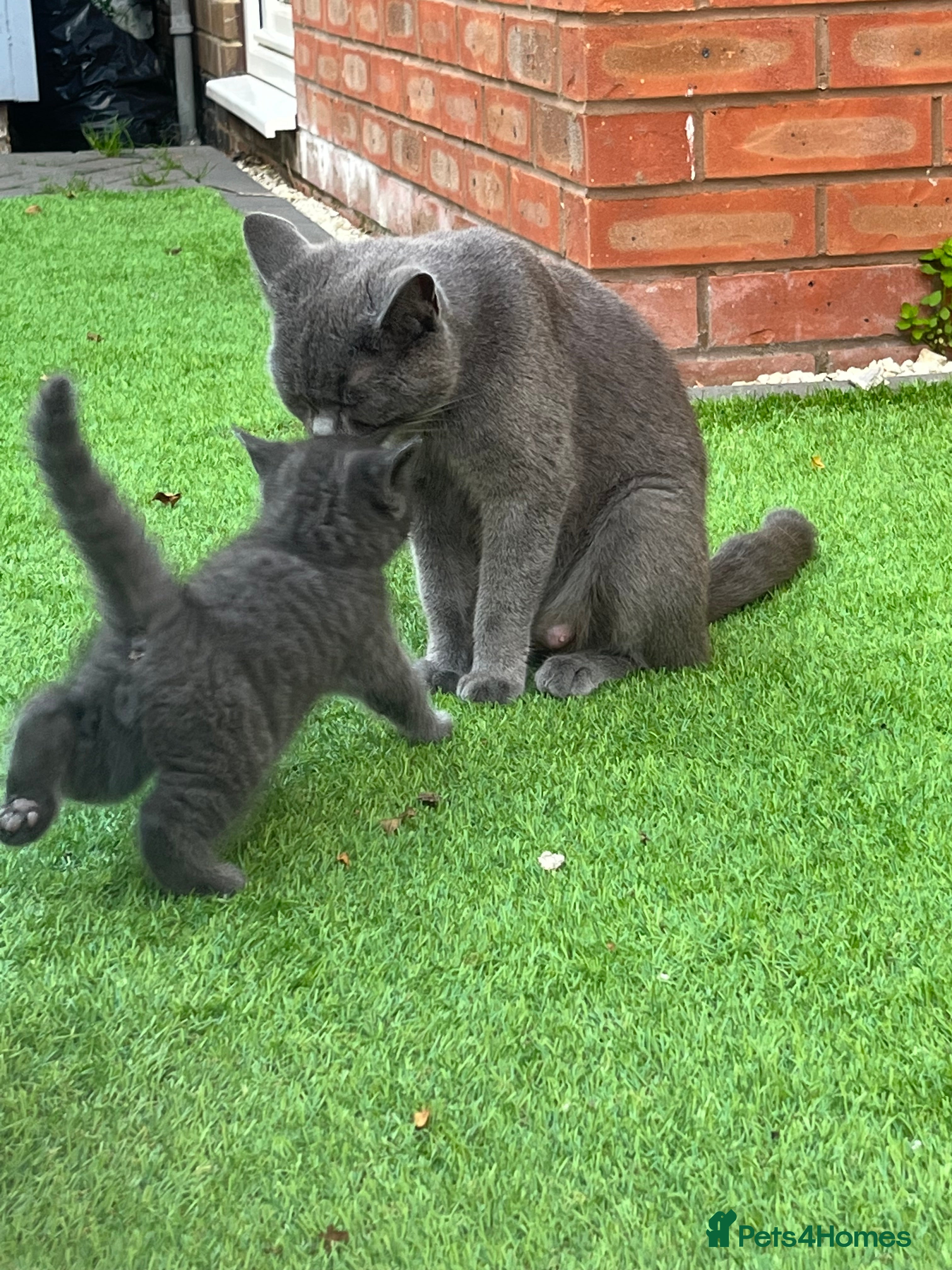 British Shorthair cats 3 male British shorthair boys left - Advert 2