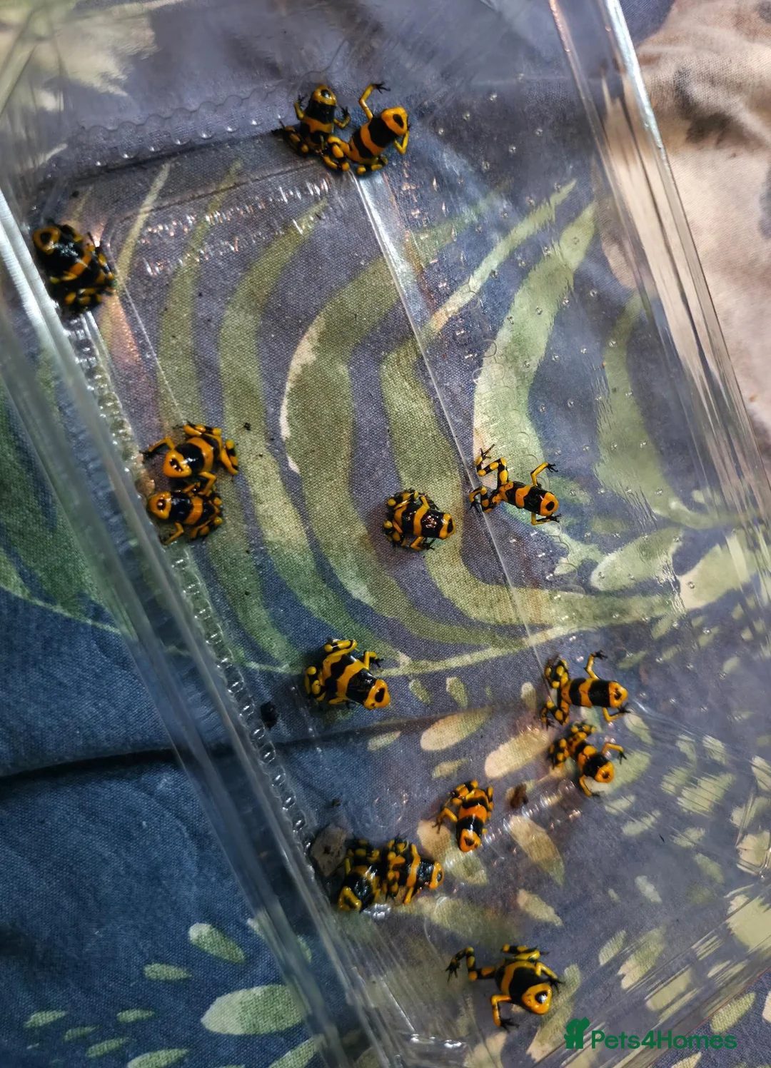 Frog reptiles for sale: Bumblebee dart frogs available now ~ £50 each - Advert 2