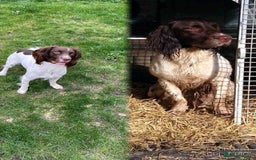 English Springer Spaniel dogs for sale: KC Registered Springer Spaniel Puppies - Image 5