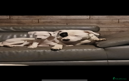 Staffordshire Bull Terrier dogs for sale: Dog for sale  - Image 5