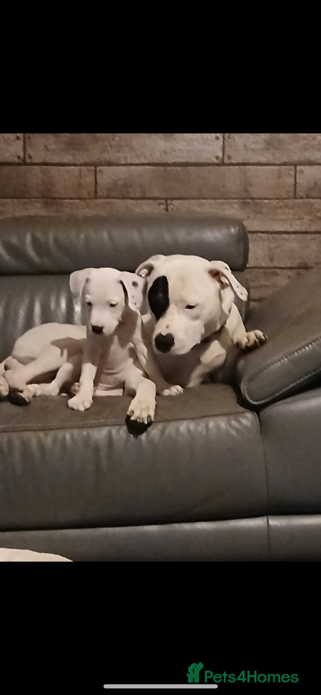 Staffordshire Bull Terrier dogs for sale: Dog for sale  - Image 5