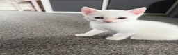 Mixed Breed cats for sale: 4 white kittens available soon  - Advert 5