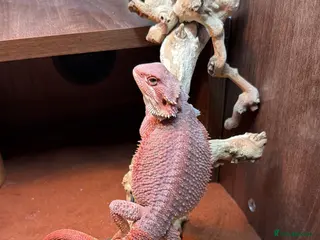 Bearded Dragon reptiles Red monster bearded dragon - Advert 1