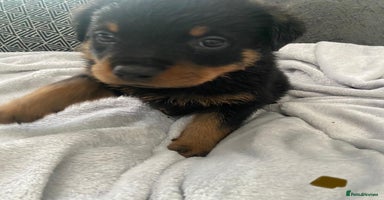 Rottweiler dogs - Advert 7