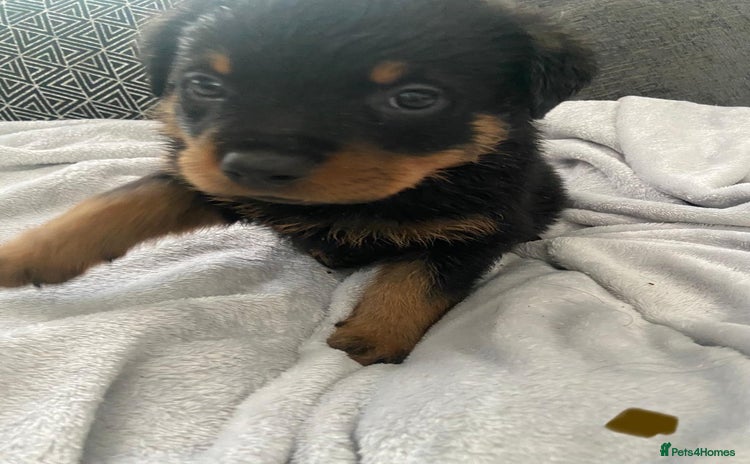 Rottweiler dogs - Advert 1