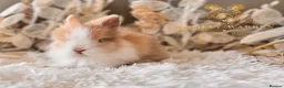 Lionhead rabbits for sale: Beautiful Fully Vaccinated Lionheads! - Advert 11