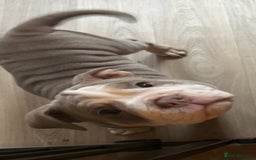 Olde English Bulldogge dogs for sale: Playful OEB Pups Fluffy boy ready - Image 7