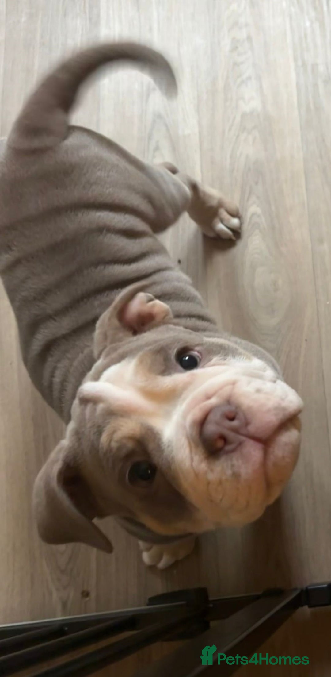 Olde English Bulldogge dogs for sale: Playful OEB Pups Fluffy boy ready - Image 7