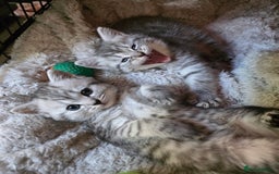 British Shorthair cats for sale: British short hair kittens - Image 6