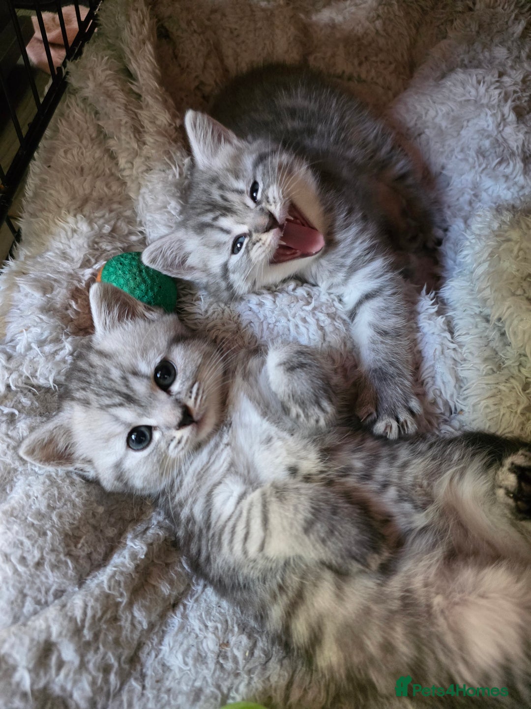 British Shorthair cats for sale: British short hair kittens - Image 6