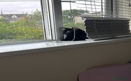 Domestic Shorthair cats for sale: Black kitten for sale  - Image 2