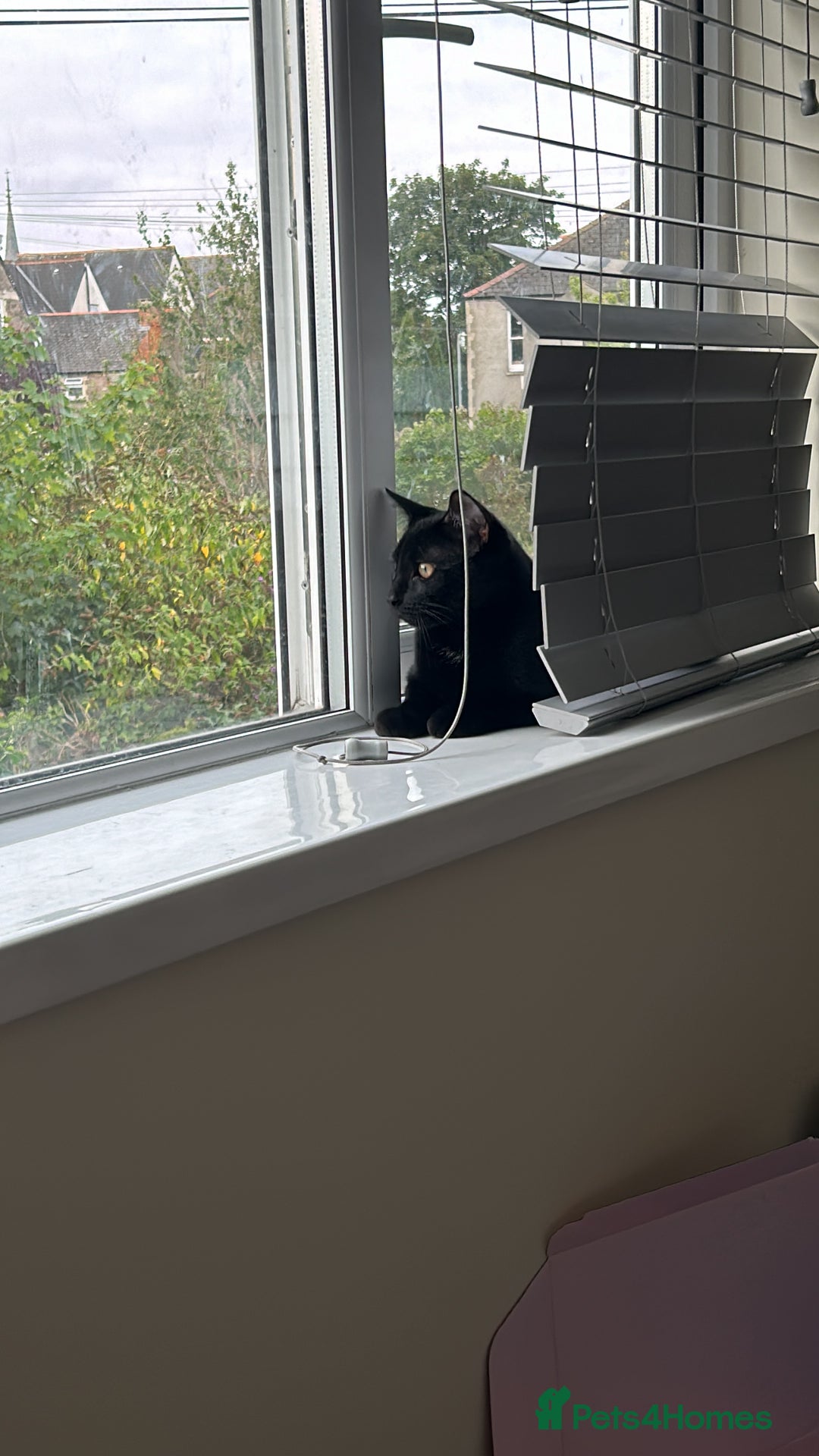 Domestic Shorthair cats for sale: Black kitten for sale  - Image 2