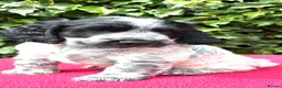 Cocker Spaniel dogs for sale: Show Type Cocker Spaniel Blue Roan - Advert 14
