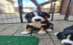 Entlebucher Mountain Dog dogs for sale: Entlebucher Mountain Dog - Image 21