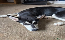 Siberian Husky dogs for sale: 2 female husky pups  - Image 6