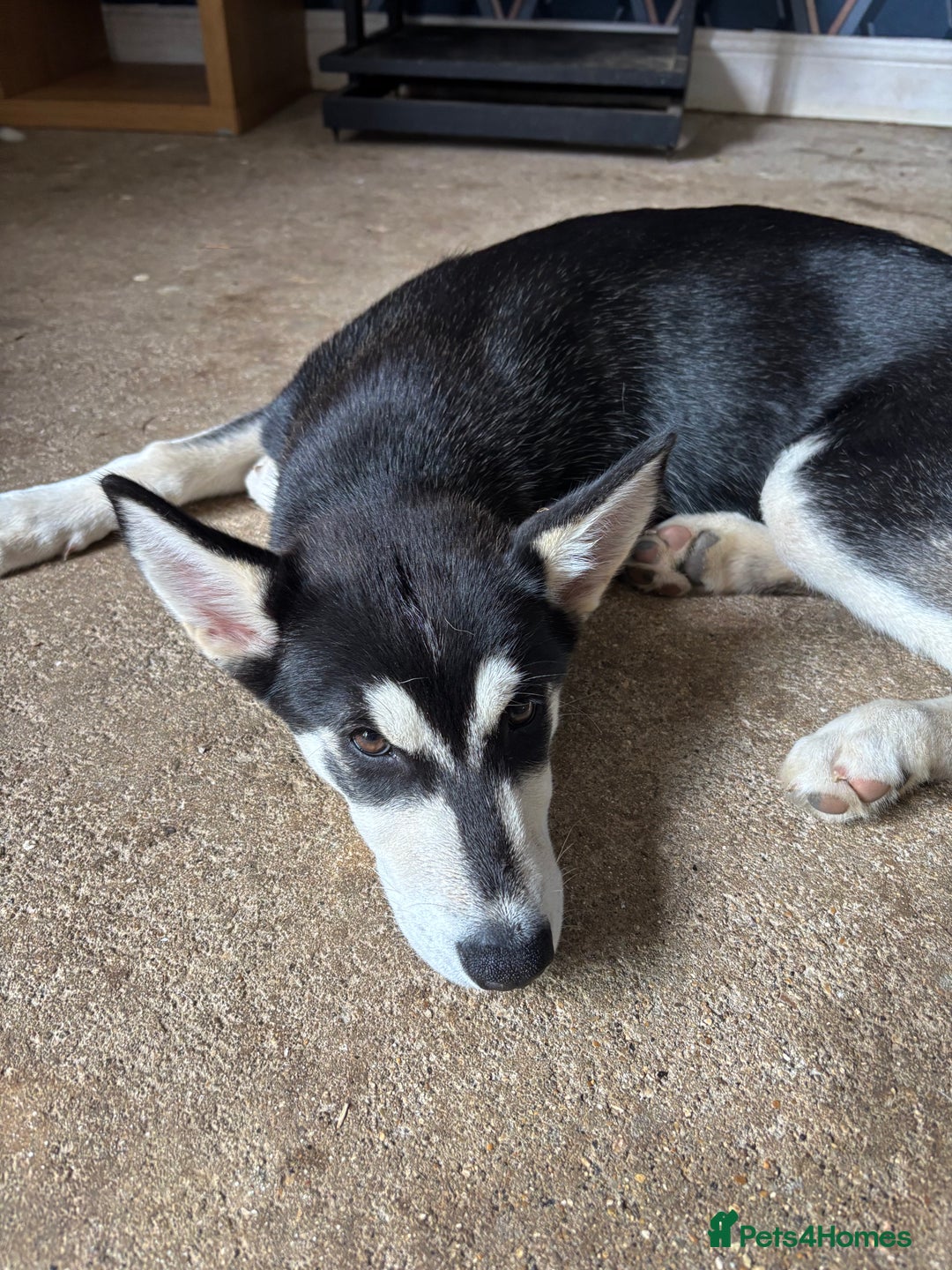 Siberian Husky dogs for sale: 2 female husky pups  - Image 6