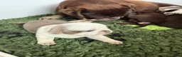 Pug dogs for sale: Kc lilac and choc pugs - 5 star licenced breeder - Advert 39