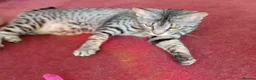 Savannah cats for sale: 100% Pedigree F5 TICA Reg Savannah Girl Kitten - Advert 4