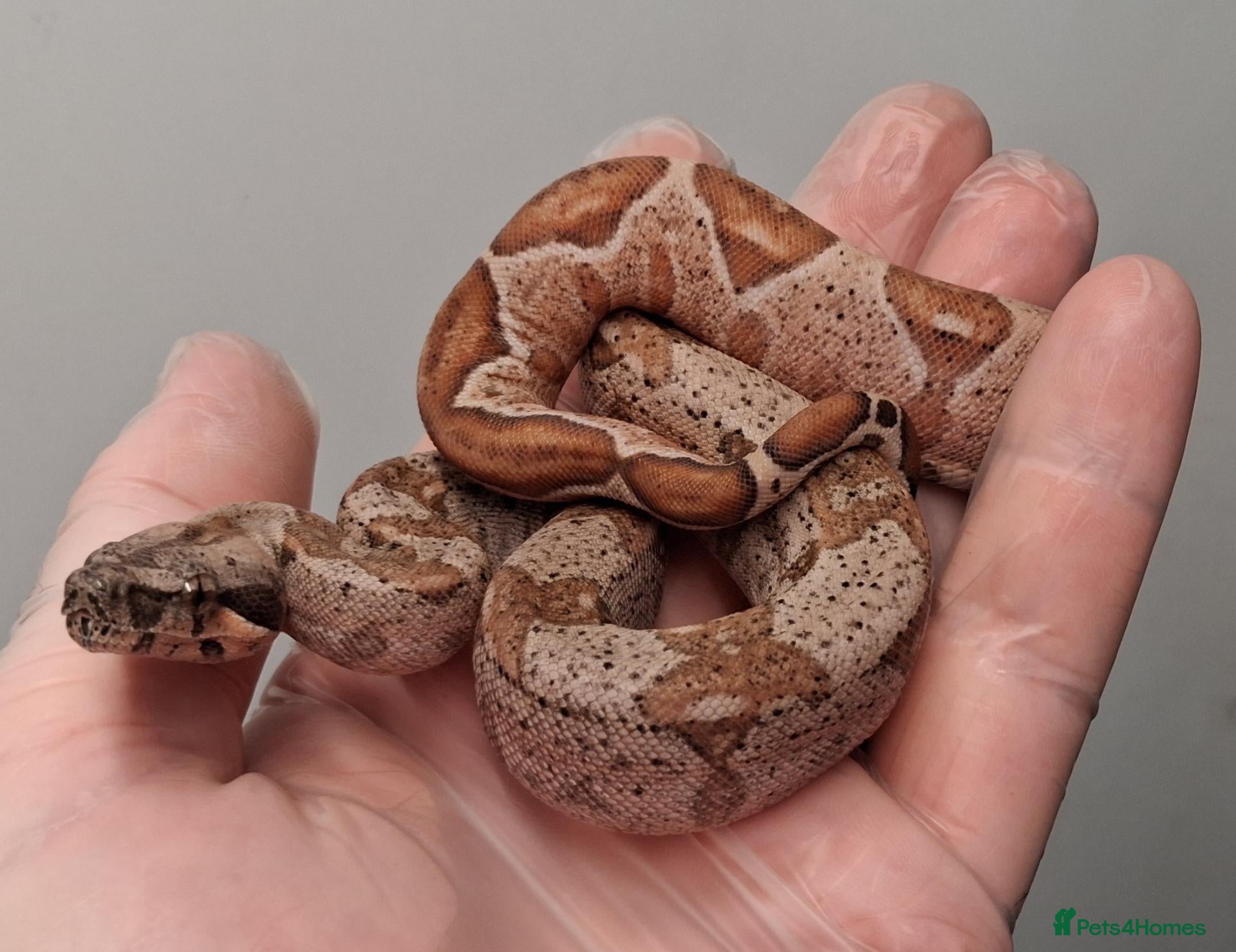 Boa Snake reptiles Baby Boa constrictors  - Advert 1