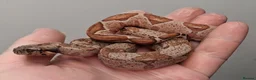Boa Snake reptiles for sale: Baby Boa constrictors  - Advert 1