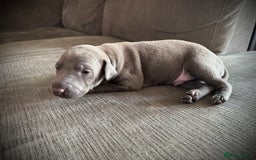 Italian Greyhound dogs for sale: KC Reg Italian Greyhound puppies - Only 1 boy left - Image 13