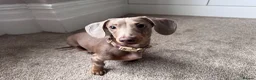 Miniature Dachshund dogs for sale: Miniature dachshund 8 months in Walsall - Advert 3