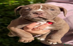 Olde English Bulldogge dogs for sale: Stunning Old English Bulldog Pups NEBBR Registered - Image 7