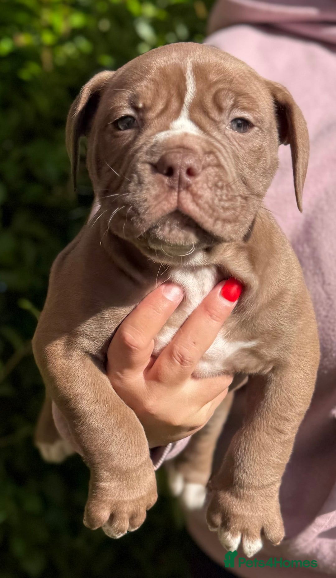 Olde English Bulldogge dogs for sale: Stunning Old English Bulldog Pups NEBBR Registered - Image 7