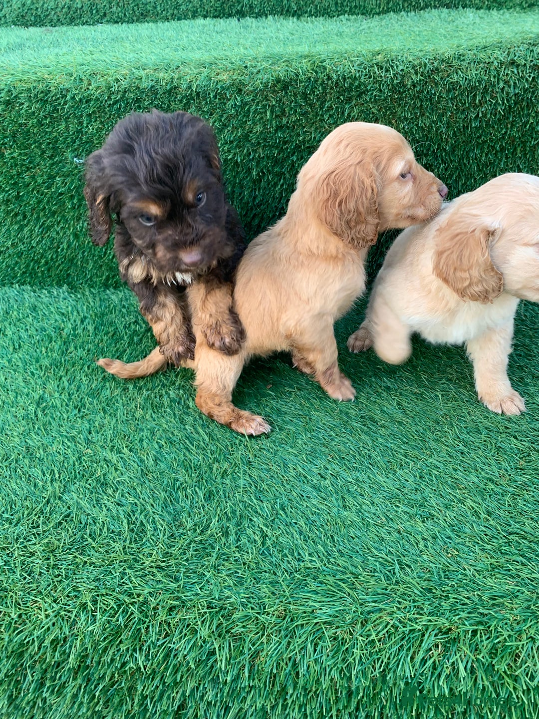 Cockapoo dogs for sale: Cockerpoo puppies  - Advert 6