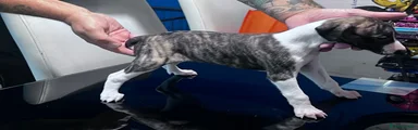 Whippet 2