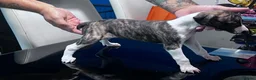 Whippet dogs for sale: whippet pups in Tredegar - Advert 5