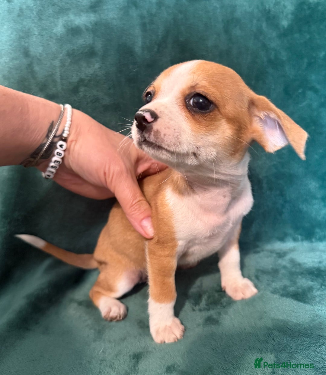 Chihuahua dogs for sale: Chihuahua X Puppies - Image 8