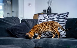 Bengal cats for sale: One of the kind Bengal Female -TICA reg.-Wild look - Image 17