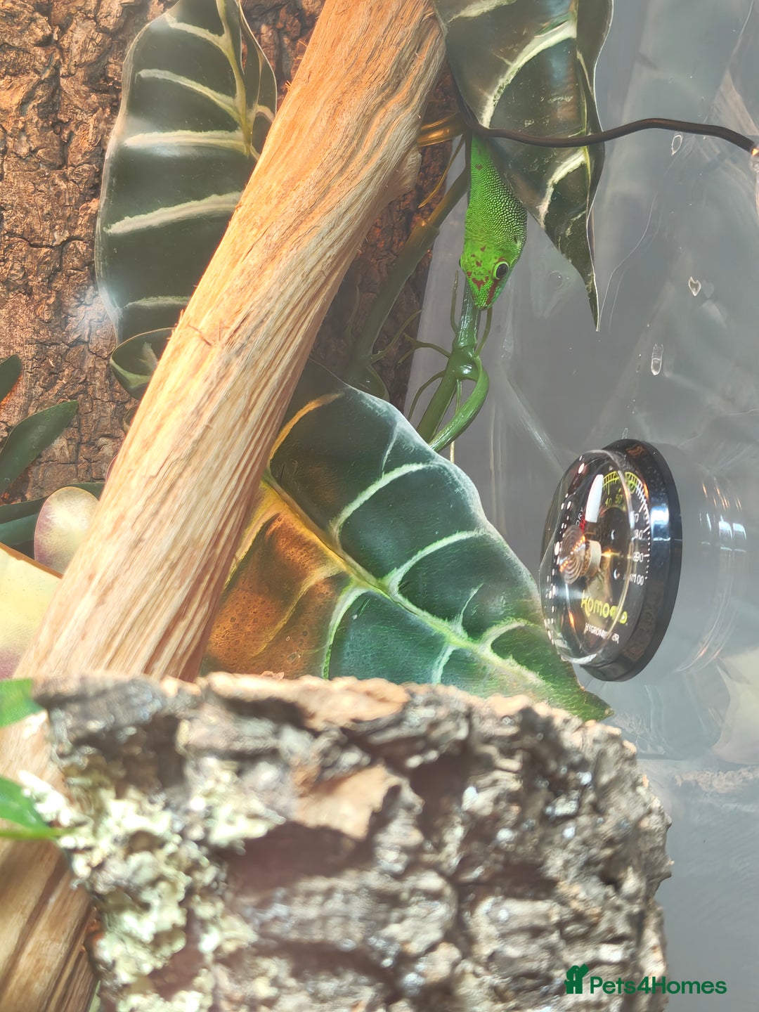 Gecko reptiles for sale: Giant Day Gecko & Set Up Available - Image 3