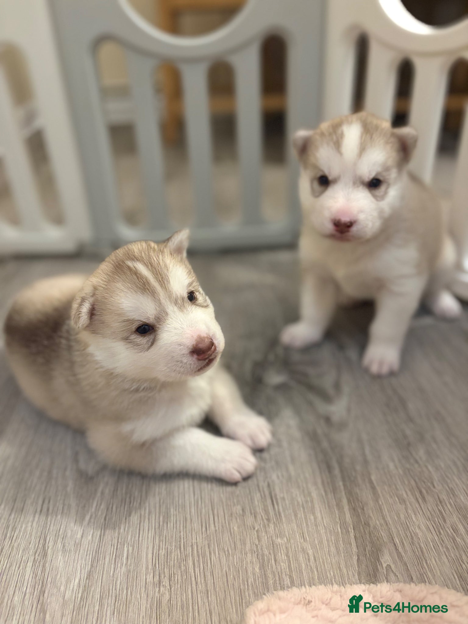 Siberian Husky dogs Siberian husky puppies - Advert 2