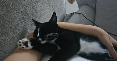 Domestic Shorthair cats - Advert 15