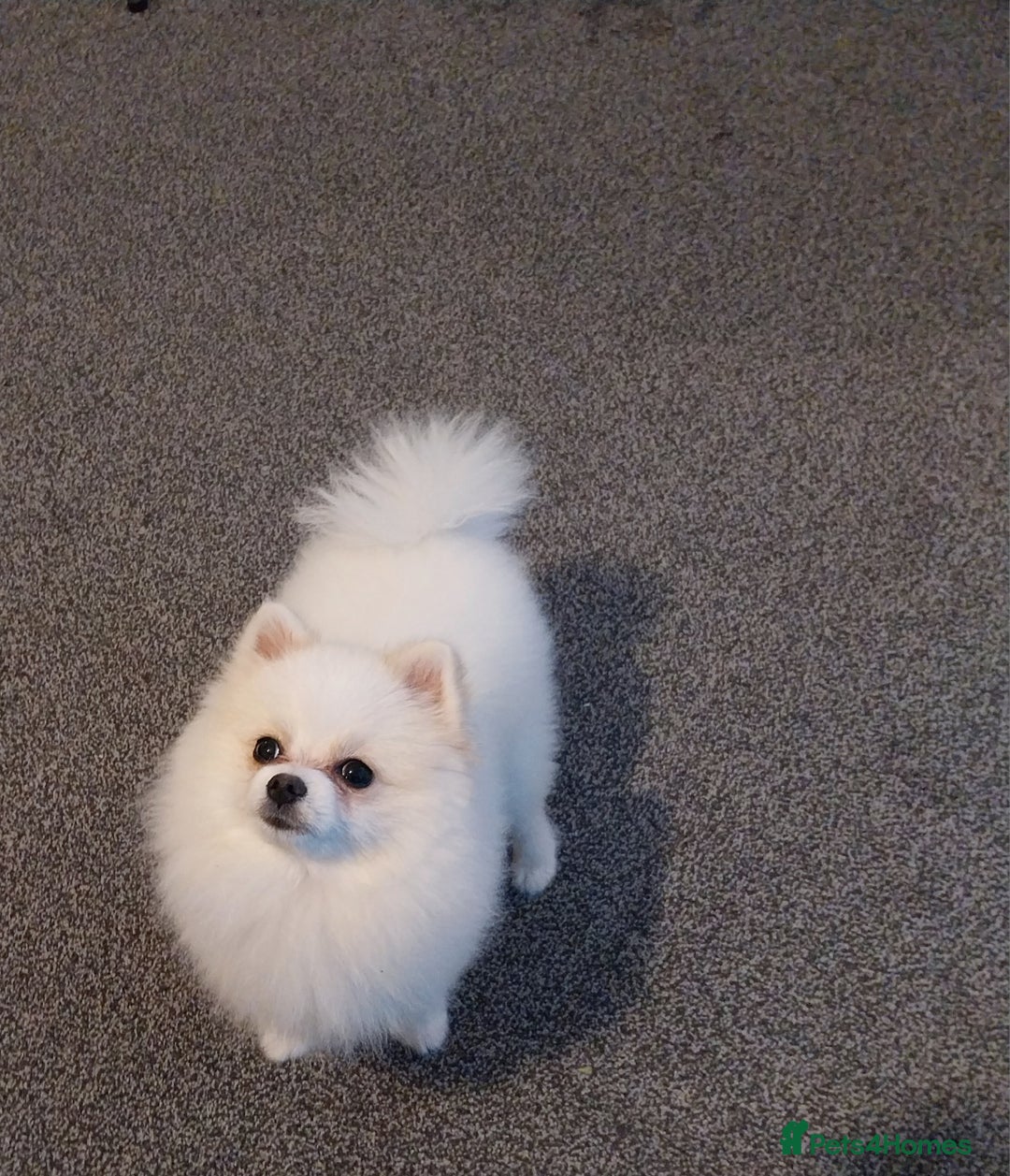 Pomeranian dogs for stud: Miniature pomeranian  in Spalding - Image 3
