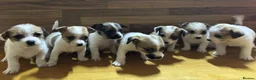Mixed Breed dogs for sale: **Gorgeous Jack Russell × Bichon Frise Puppies - Advert 5