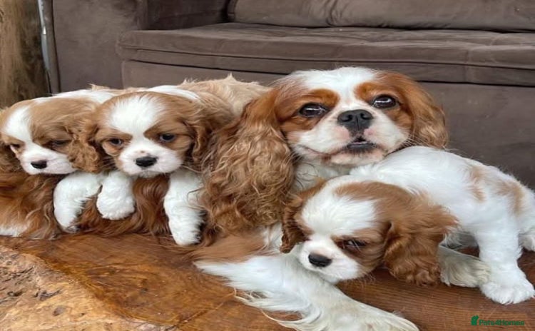 Cavalier King Charles Spaniel dogs - Advert 12