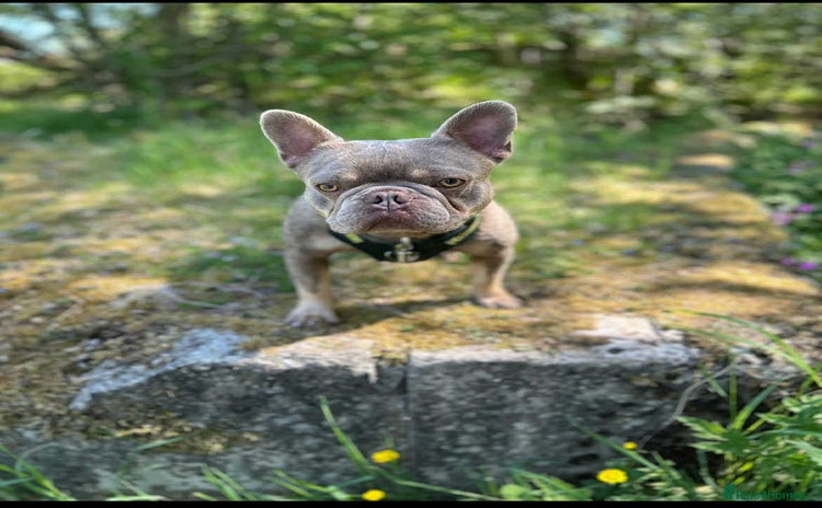 French Bulldog dogs - Advert 5