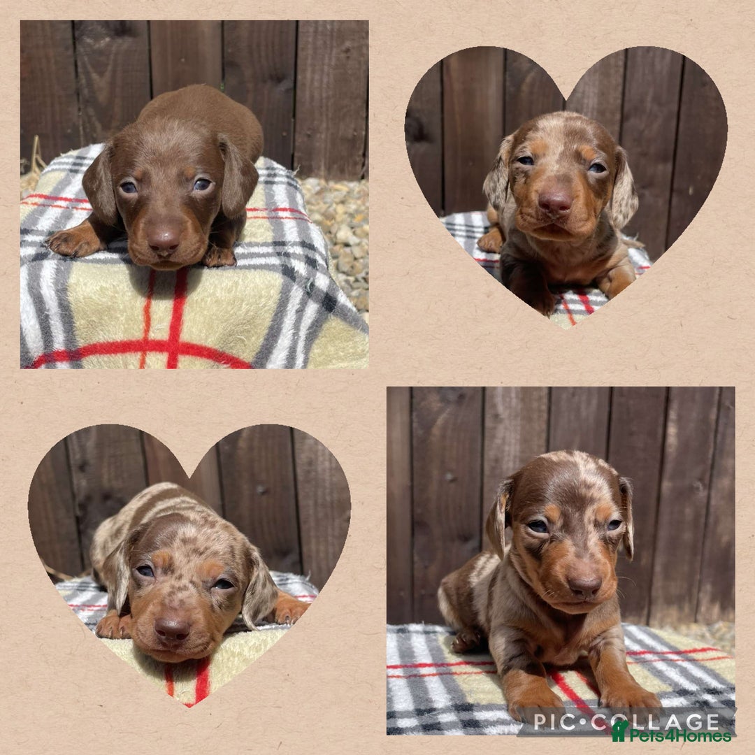Miniature Dachshund dogs for sale: Miniature Dachshund puppies in Durham - Image 3
