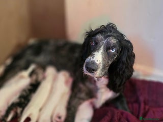 Cocker Spaniel dogs for sale - Advert 1