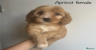 Cavapoo dogs - Advert 7