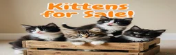 Mixed Breed cats for sale: Mixed Maine Coon Kittens in Richmond - Advert 1