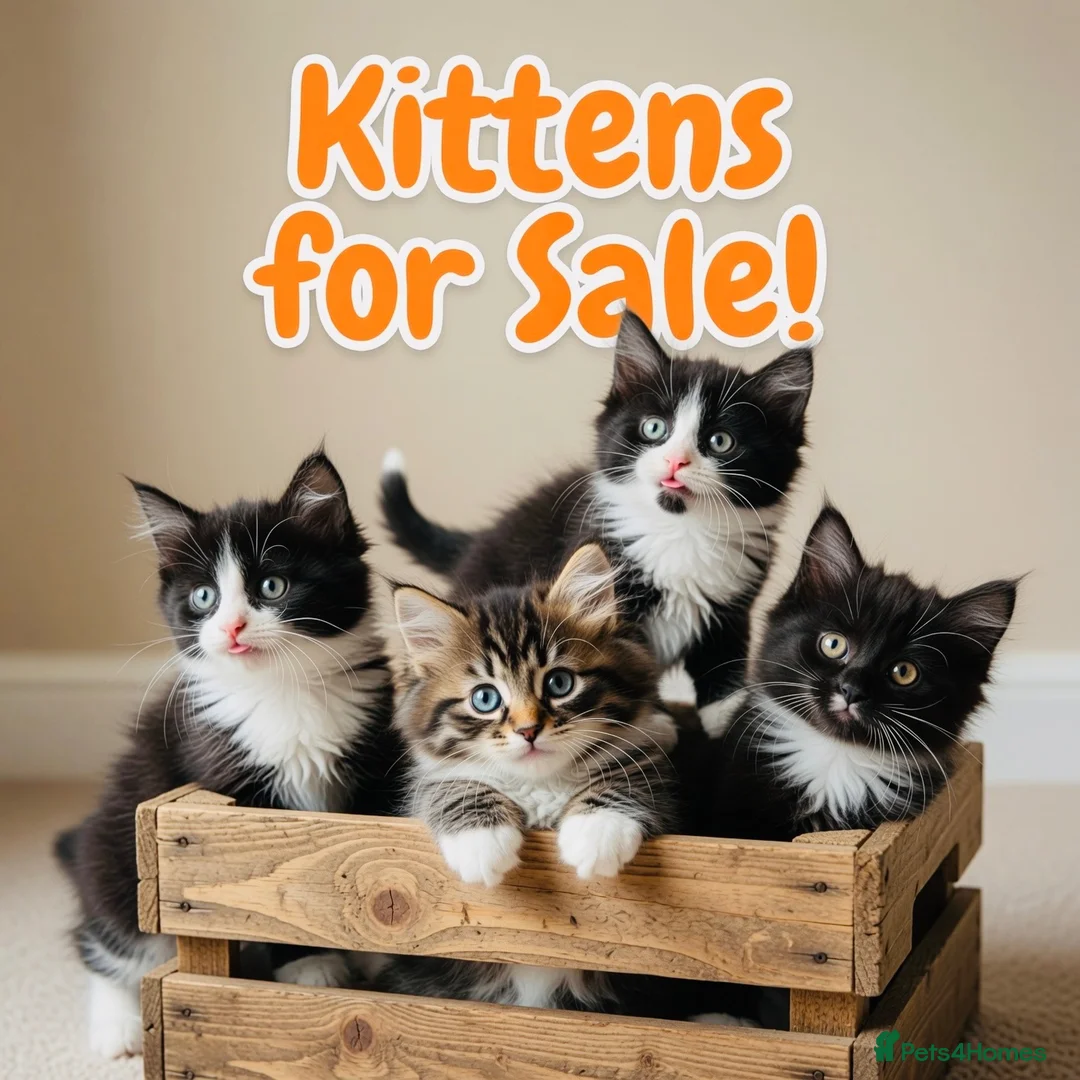 Mixed Breed cats for sale: Mixed Maine Coon Kittens in Richmond - Advert 1