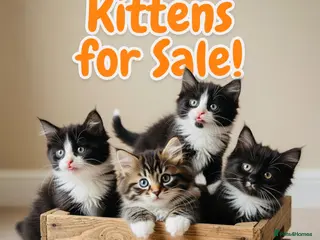 Mixed Breed cats Mixed Maine Coon Kittens in Richmond - Advert 3